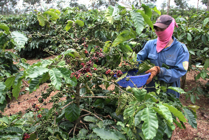 Dak Lak develops a plan to help people collect coffee. Photo: Quang Yen.