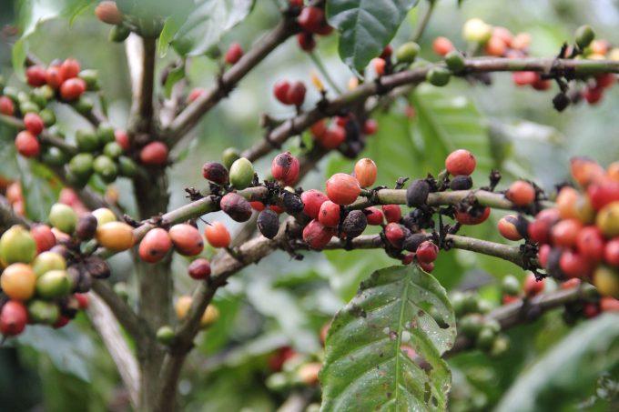 Nhiều diện tích cà phê đến thời điểm thu hoạch nhưng chưa tìm được nhân công. ẢNH: Quang Yên.
