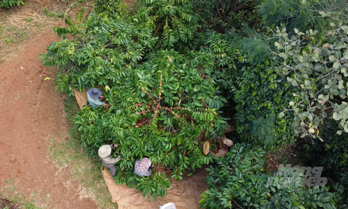 Mô hình cà phê cảnh quang của HTX Nông nghiệp hữu cơ Đăk Nông có 3 tầng giúp cà phê và các loại cây khác phát triển tốt. Ảnh: Quang Yên.
