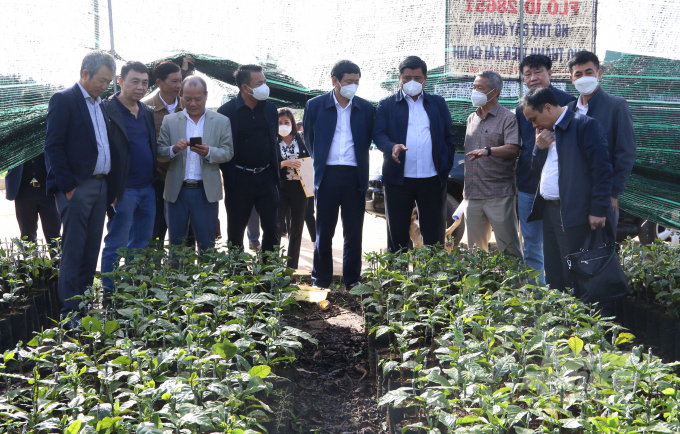 Thứ trưởng Trần Thành Nam tham quan vườn ươm của HTX Nông nghiệp Công bằng Thuận An. Ảnh: Quang Yên.
