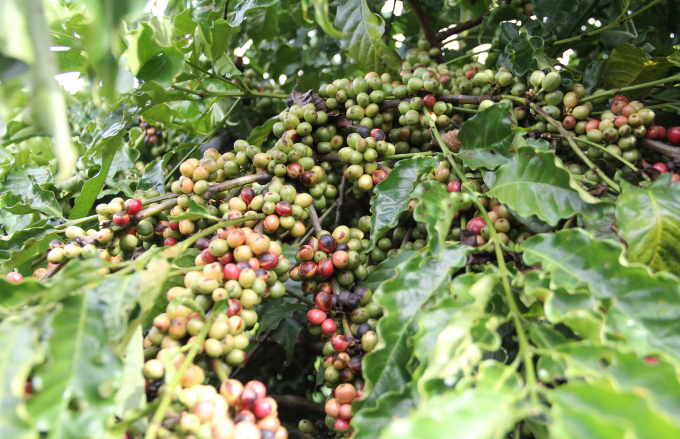 Người dân được tập huấn tái canh cà phê giúp sản lượng tăng so với canh tác truyền thống. Ảnh: Quang Yên.