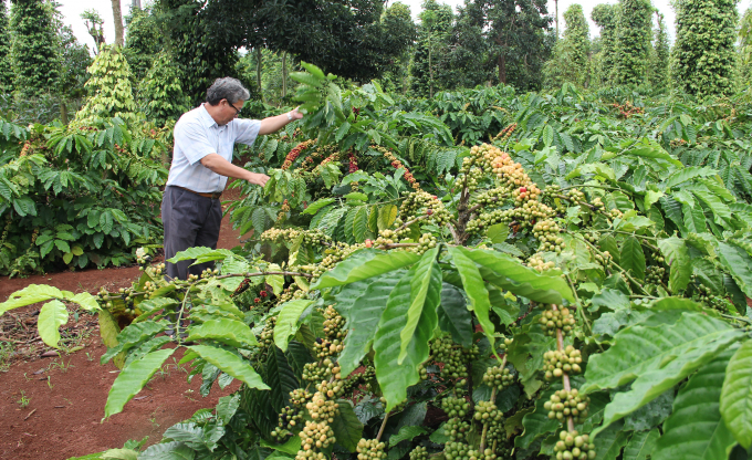 Le Tan Dzung, Director of Thang Tien Cooperative visited a coffee plantation under the project. Photo: Quang Yen.