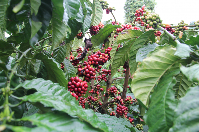 Vườn cà phê tái canh của người dân tham gia dự án VnSAT cho năng xuất cao hơn sản xuất truyền thống. Ảnh: Quang Yên.