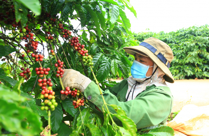 Dự án VnSAT giúp hình thành vùng cà phê bền vững tại Đăk Lăk và Đăk Nông. Ảnh: Quang Yên.