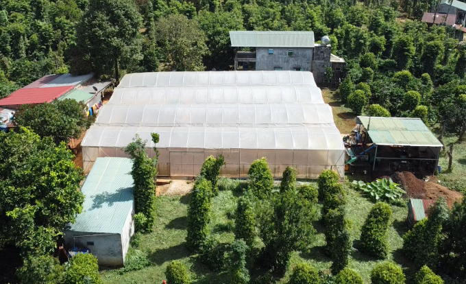 The VnSAT project supports cooperatives and cooperative groups to invest in screen houses for coffee drying. Photo: Quang Yen.