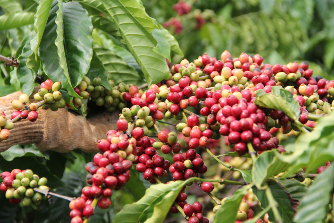 Người dân khi thực hiện tái canh cà phê cho năng suất vượt trội so với cách trồng truyền thống. Ảnh: Quang Yên.