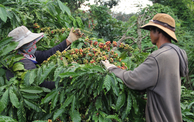 The VnSAT project has helped many cooperatives in Dak Lak build and develop a sustainable coffee area. Photo: Quang Yen.