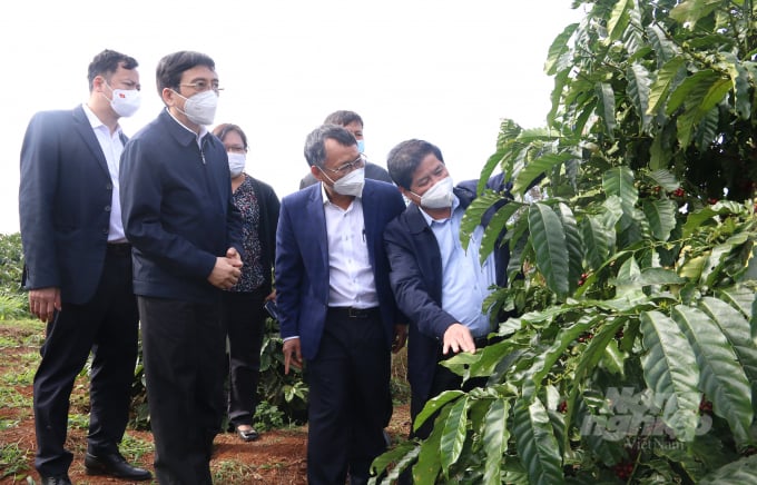Deputy Minister of Agriculture and Rural Development Le Quoc Doanh visits a coffee model at the Dak Lak-based Central Highlands Agro-Forestry Science and Technology Institute. Photo: Quang Yen.