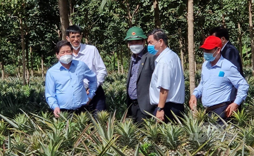 Then, Deputy Minister Le Quoc Doanh and the delegation inspected the pineapple raw material production area of Dong Giao Export Joint Stock Company (Devoco Gia Lai) associated with farmers in Ia Pet commune, Dak Doa district (Gia Lai province).