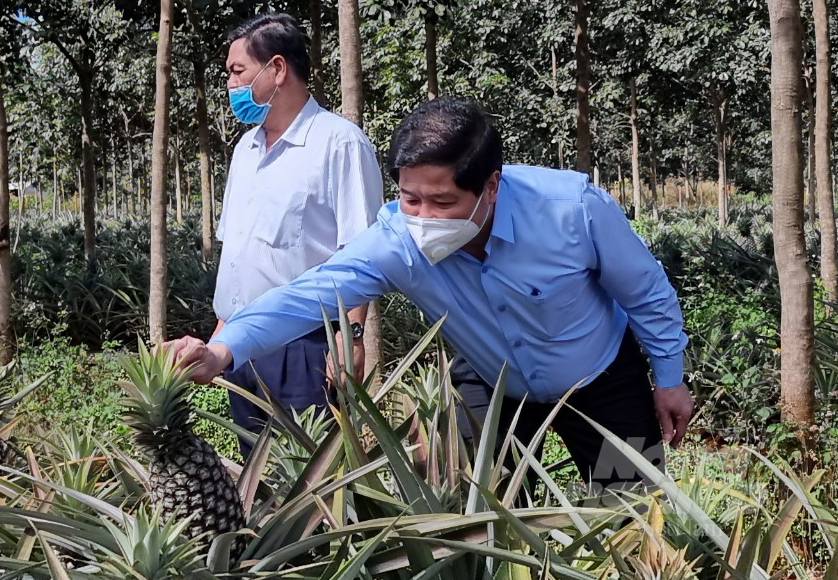 Deputy Minister Le Quoc Doanh highly appreciated the joint model of pineapple cultivation of Devoco Gia Lai Company and people in Ia Pet commune, Dak Doa district, for high productivity and quality. Since then, the company has helped form a significant and sustainable raw material production area in Gia Lai province.