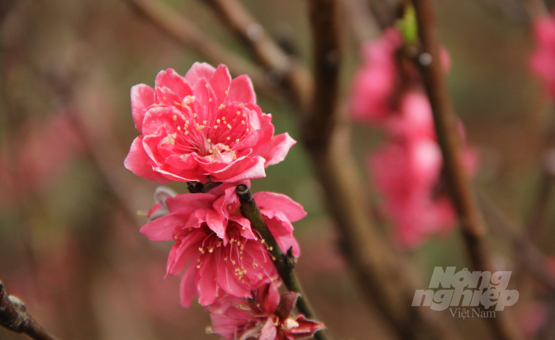 Do có không khí se lạnh tương đồng với các tỉnh phía Bắc, đào Nhật Tân được trồng tại phường Thống Nhất phát triển tốt, hoa nở đẹp.