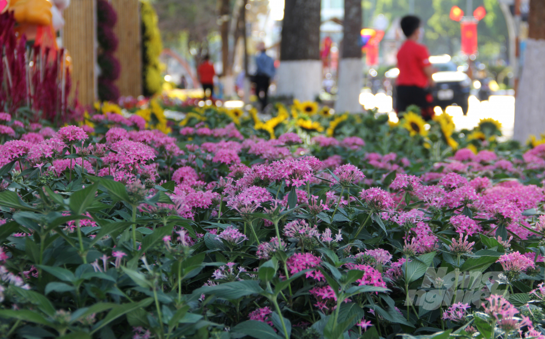 Hàng trăm chậu hoa trân châu mai được các công nhân xếp thành hàng, tạo điểm nhấn cho đường hoa.