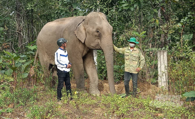 Sắp tới, đàn voi nhà tại Đăk Lăk sẽ được hưởng nhiều chính sách hỗ trợ để bảo tồn. Ảnh: Quang Yên.