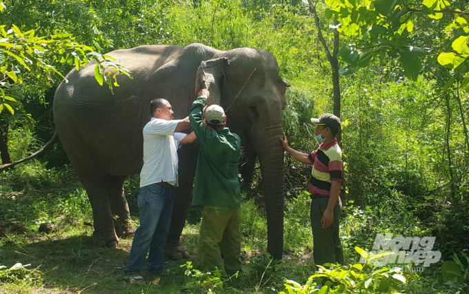 Một số voi nhà được Trung tâm Bảo tồn voi mua từ gia đình người dân về đơn vị chăm sóc. Ảnh: Quang Yên.