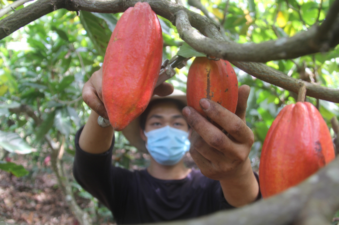 Krong No Agricultural Cooperative picks ripe cocoa beans to harvest. Photo: Quang Yen.