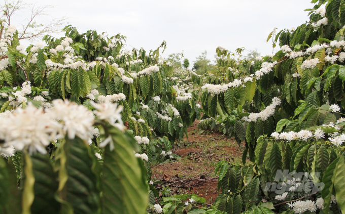 Đăk Lăk đã bước vào mùa khô nên để cây cà phê đủ nước giúp hoa phát triển tốt người dân sẽ tưới nước cách nhau từ 7-10 ngày.