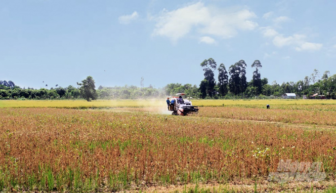 Việc trồng và thử nghiệm thành công máy gặt đậu nành trên đất lúa mở ra tiềm năng to lớn cho việc phát triển cây đậu nành ở Việt Nam. Ảnh: CTV.