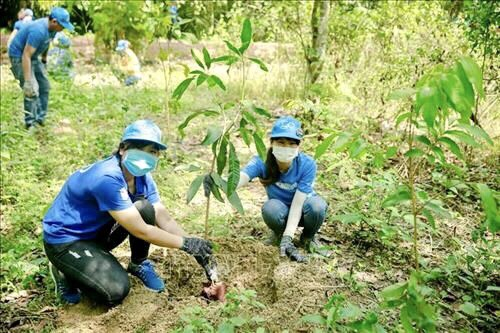 Diện tích trồng rừng ở Đồng Nai đang tăng nhanh trong mùa mưa. Ảnh: AV.