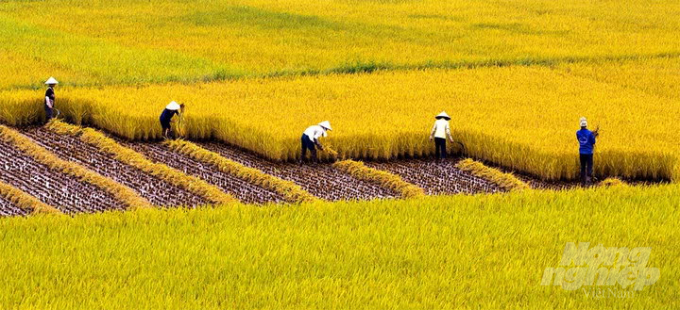 Khảo sát thực địa một số khu vực đất lúa bảo vệ nghiệm ngặt tại các huyện trong tỉnh đã bị giảm đi rất nhiều. Ảnh: HL.