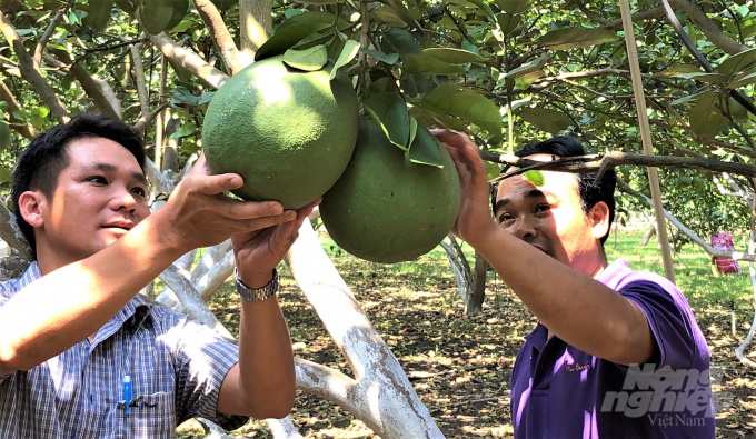 Cá nhà vườn ở Đồng Nai đang ứng dụng công nghệ cao phát triển cây bưởi theo quy mô lớn, đạt cả chất lượng, sản lượng để hướng tới thị trường xuất khẩu. Ảnh: MS.