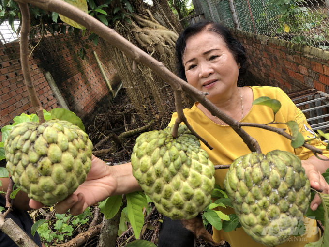 Những trái mãng cầu 'khủng' trong vườn bà Mai chuẩn bị đến ngày thu hoạch. Ảnh: MS.