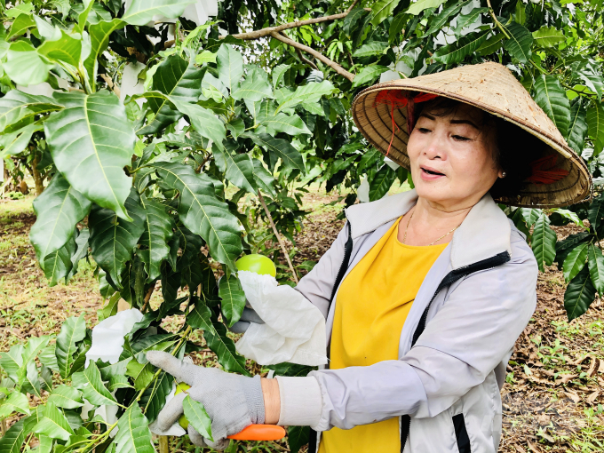 Sau nhiều năm nghiên cứu giống mới, đến nay vườn cây ăn trái của gia đình bà Mai đang cho thu hoạch trái ngon và đạt năng suất cao. Ảnh: MS.