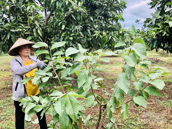 Bà Nguyễn Thị Kim Mai, đã không ngừng tìm tòi các giống cây mới để sản xuất theo hướng hữu cơ, mang lại hiệu quả kinh tế cao. Ảnh: MS.