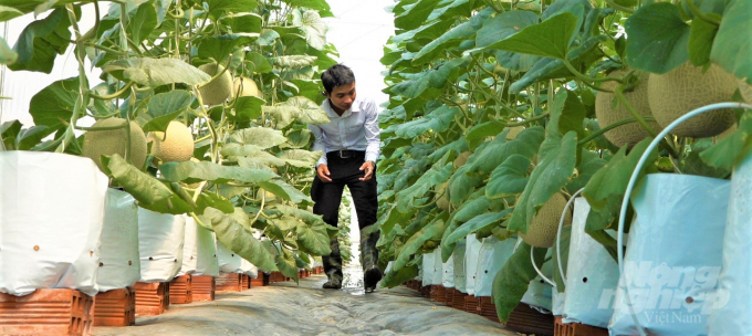 Nhóm kỹ sư trẻ của HTX Thuận Mỹ quyết định đầu tư trồng dưa lưới sạch, sử dụng giống nhập từ Nhật Bản cung cấp cho thị trường trong nước và xuất khẩu. Ảnh: MS.
