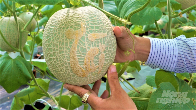 Nhóm kỹ sư trẻ của HTX Thuận Mỹ đầu tư kỹ thuật khắc chữ TÀI – LỘC trên những sản phẩm dưa lưới trong vườn để bán được giá cao hơn gấp 3 lần trái dưa thường.Ảnh: MS.