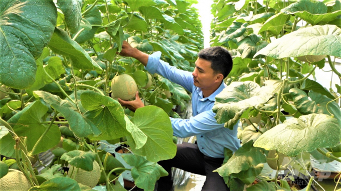 Dưa của HTX Thuận Mỹ được trồng theo quy trình sạch, hữu cơ, không sử dụng thuốc BVTV mà chỉ dùng các chế phẩm sinh học, cho năng suất cao, bảo đảm chất lượng, mỗi trái dưa nặng từ 1,5-2kg. Ảnh: MS.