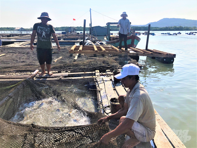 Hiện ngày đêm người dân phải canh cá, liên tục sục ôxy và nhờ đo mẫu nước, nếu có biểu hiện lạ thì phải 'xử lý' ngay. Ảnh: MS.