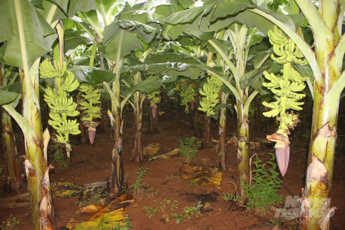 Diện tích cây lâu năm trên địa bàn tỉnh Đồng Nai tăng chủ yếu tập trung trên một số cây ăn trái chủ lực. Ảnh: MS.