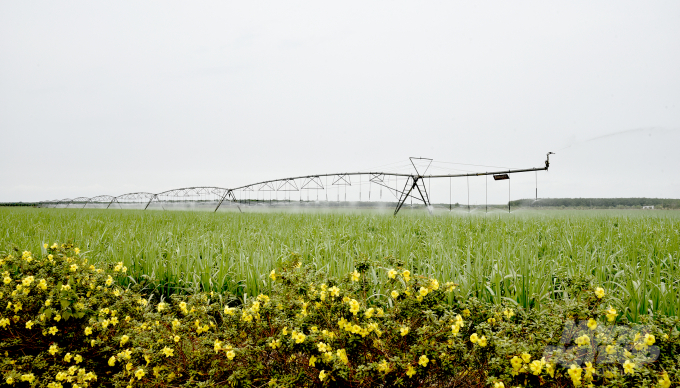 Hệ thống tưới phun bằng công nghệ hiện đại ứng dụng trên cánh đồng mía của Nông trường mía đường - Công ty TTC, tại tỉnh Tây Ninh. Ảnh: Trần Trung. 