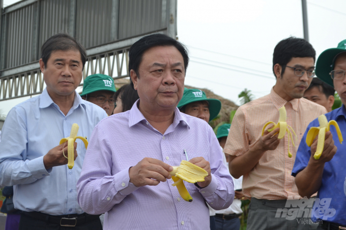Đoàn công tác Bộ NN-PTNT kiểm tra chất lượng chuối trồng theo công nghệ cao của Công ty TTC. Ảnh: Trần Trung.