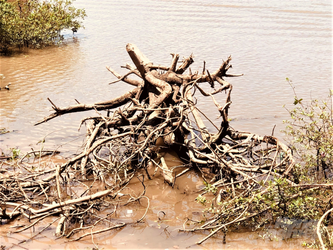 Tình trạng sạt lở kênh Chợ Gạo nhiều năm qua khiến những gốc cây đến nay chỉ còn trơ gốc. Ảnh: Trần Trung.