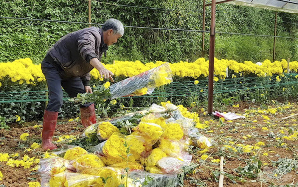 Da Lat farmers are very worried when their flowers can’t be sold due to the COVID-19 epidemic. Photo: QQ.