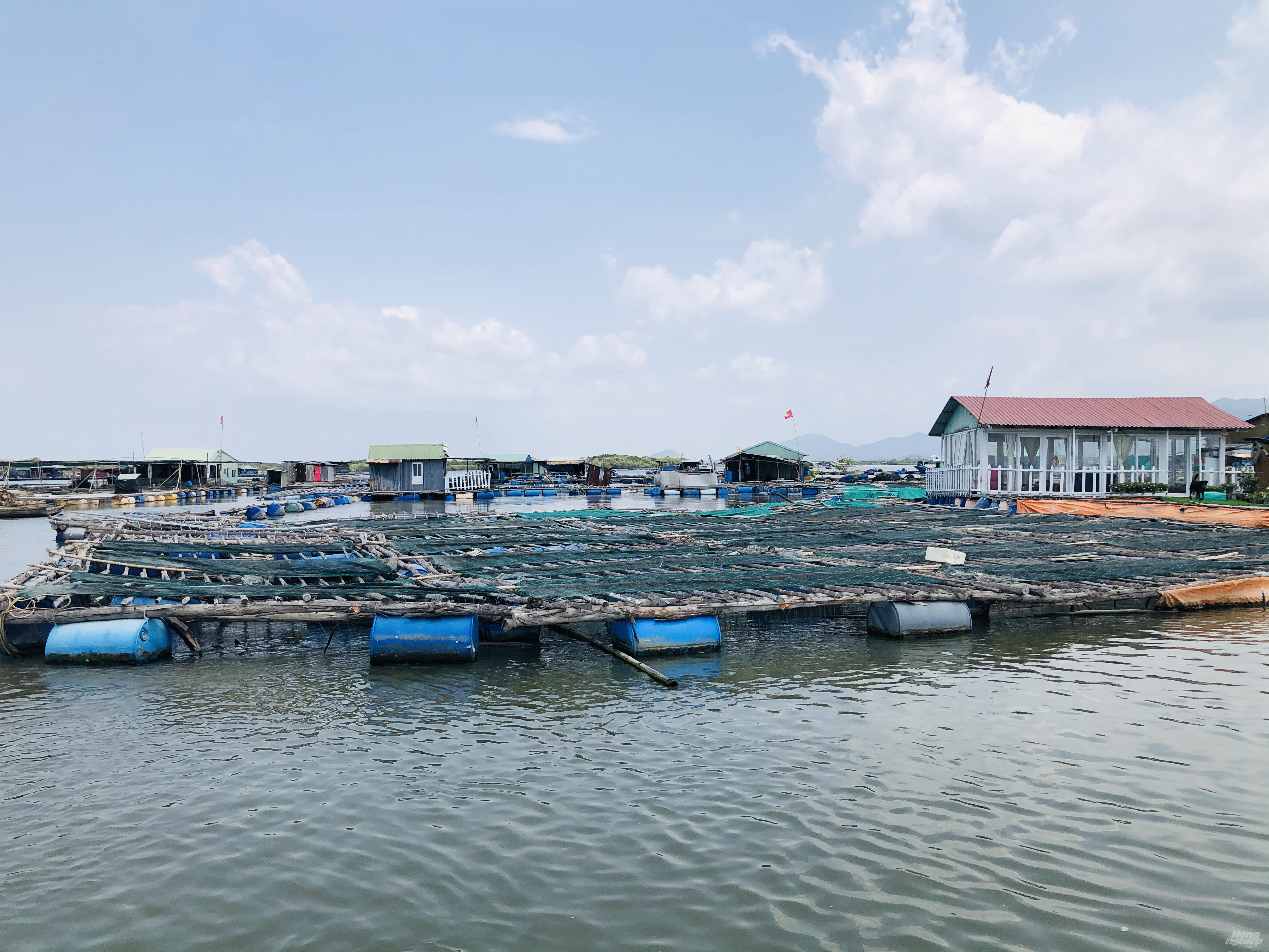 Hàng trăm tấn thủy sản nuôi lồng bè trên sông Chà Và (xã Long Sơn, TP.Vũng Tàu) đến kỳ thu hoạch nhưng không có đầu ra khiến người nuôi đang gặp khó. Ảnh: MS.