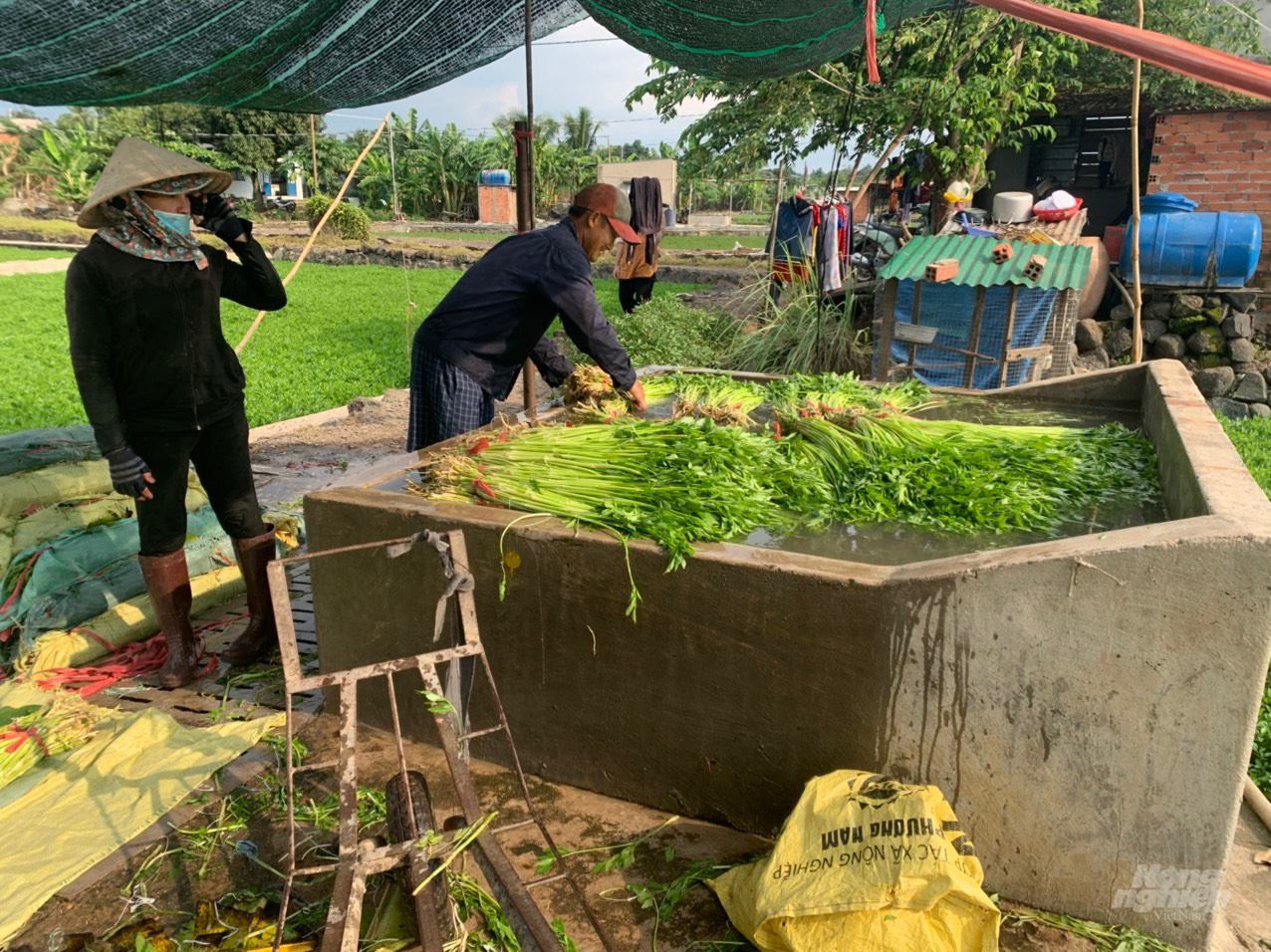 HTX Phương Nam đang thu hoạch rau cần tại xã Gia Kiệm, huyện Thống Nhất để cung ứng cho thị trường trong mùa dịch. Ảnh: MV.