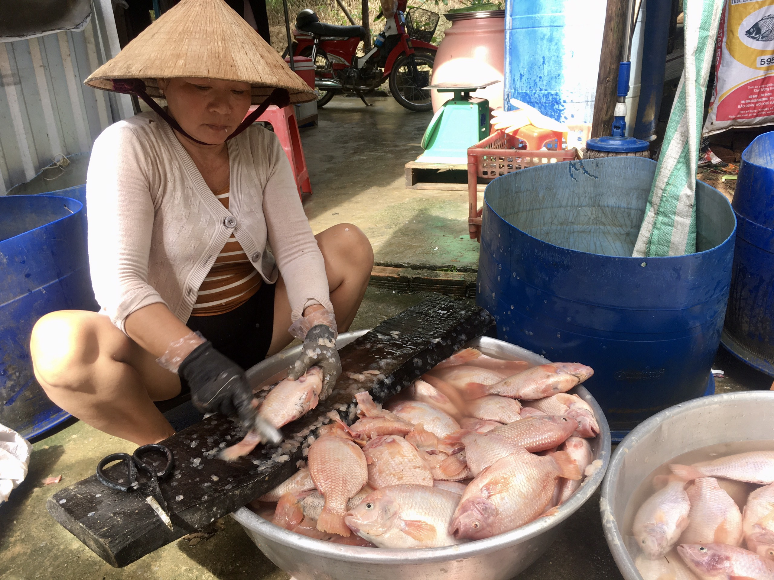 Người dân địa phương cho biết, số cá bị ngợp được vớt lên chỉ bán được giá 10 - 12 ngàn/kg, còn lại đành để phơi khô hoặc giữ lại bán làm phân, nhưng cũng chỉ được khoảng 2 đến 3 ngàn đồng/kg. Ảnh: Văn Tuấn.