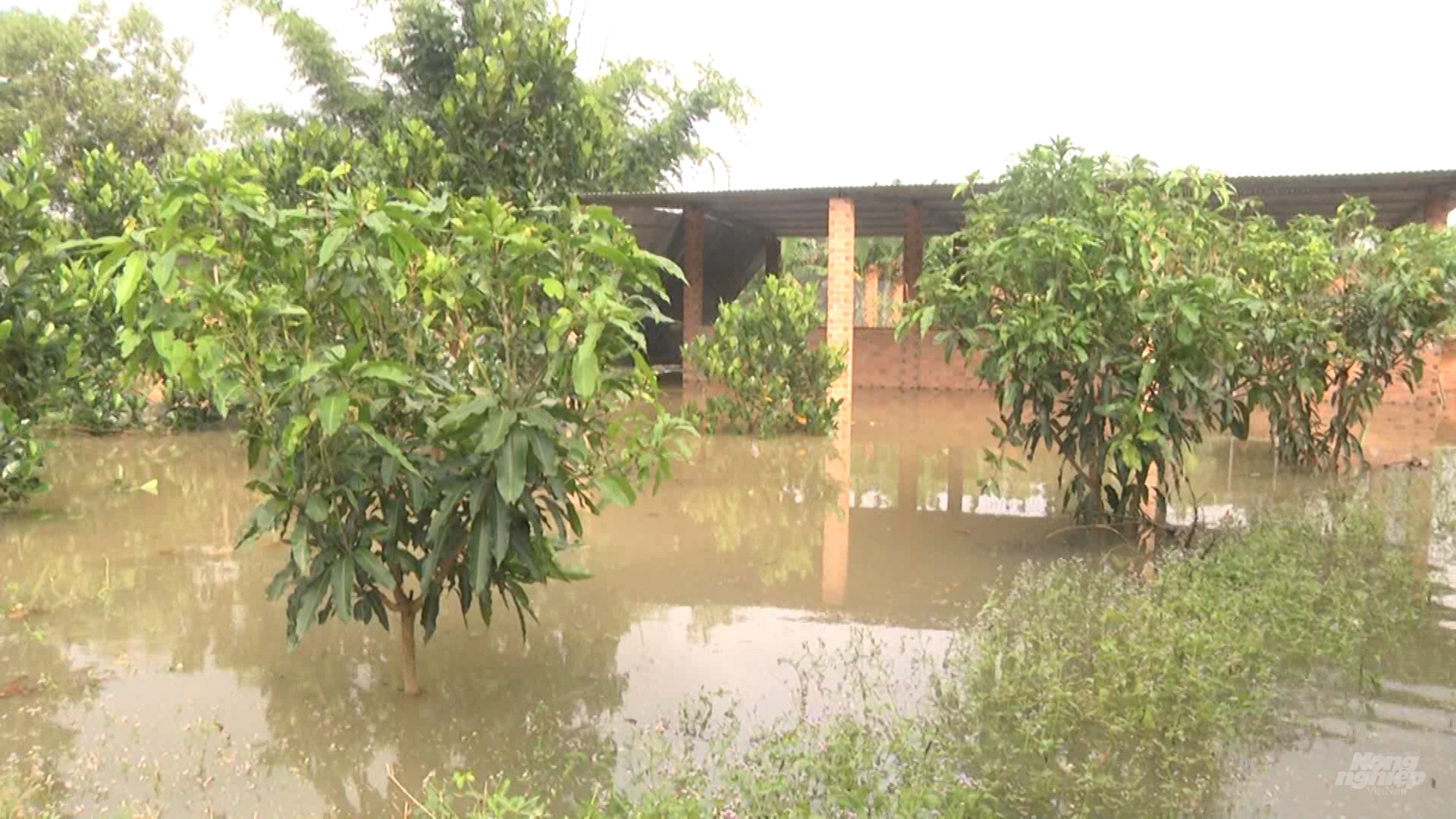 Nhiều diện tích hoa màu, cây ăn trái của người dân sống ven sông Đồng Nai bị ngập và thiệt hại do mưa lũ. Ảnh: Văn Tuấn.