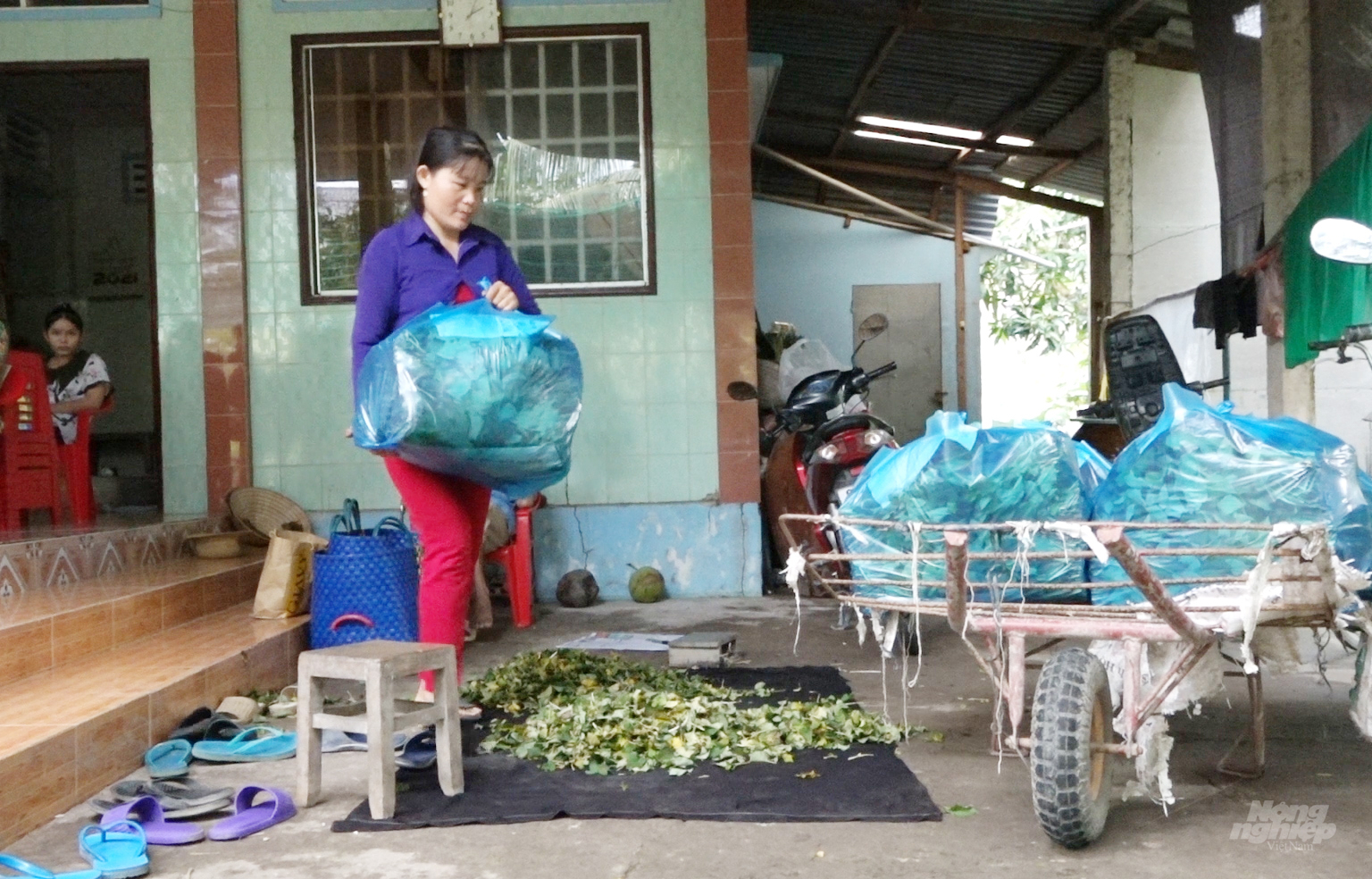 Đến nay nhiều xã trong huyện đã xây dựng được vùng trồng rau màu chuyên canh và thành lập hợp tác xã trồng rau an toàn để cung cấp cho thị trường TP.Hồ Chí Minh và các tỉnh thành khác. Ảnh: Minh Sáng.