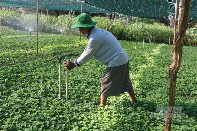 Người dân áp dụng phương pháp phủ lưới cách nhiệt cho toàn diện tích rau màu để bảo vệ vụ rau trước ảnh hưởng của hạn, mặn. Ảnh: Trần Trung.