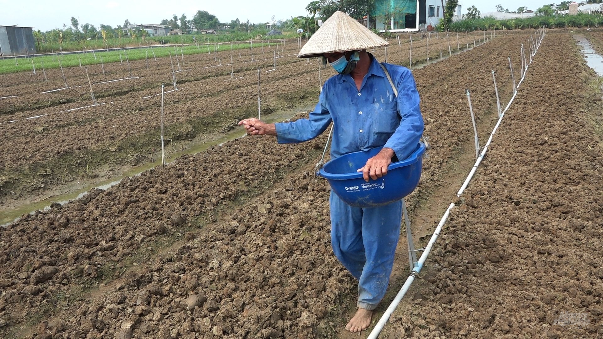 Tiền Giang chú trọng trồng rau màu theo các mô hình luân canh, xen canh, đưa rau màu xuống chân ruộng, trồng theo hướng an toàn VietGAP. Ảnh: Trần Trung.