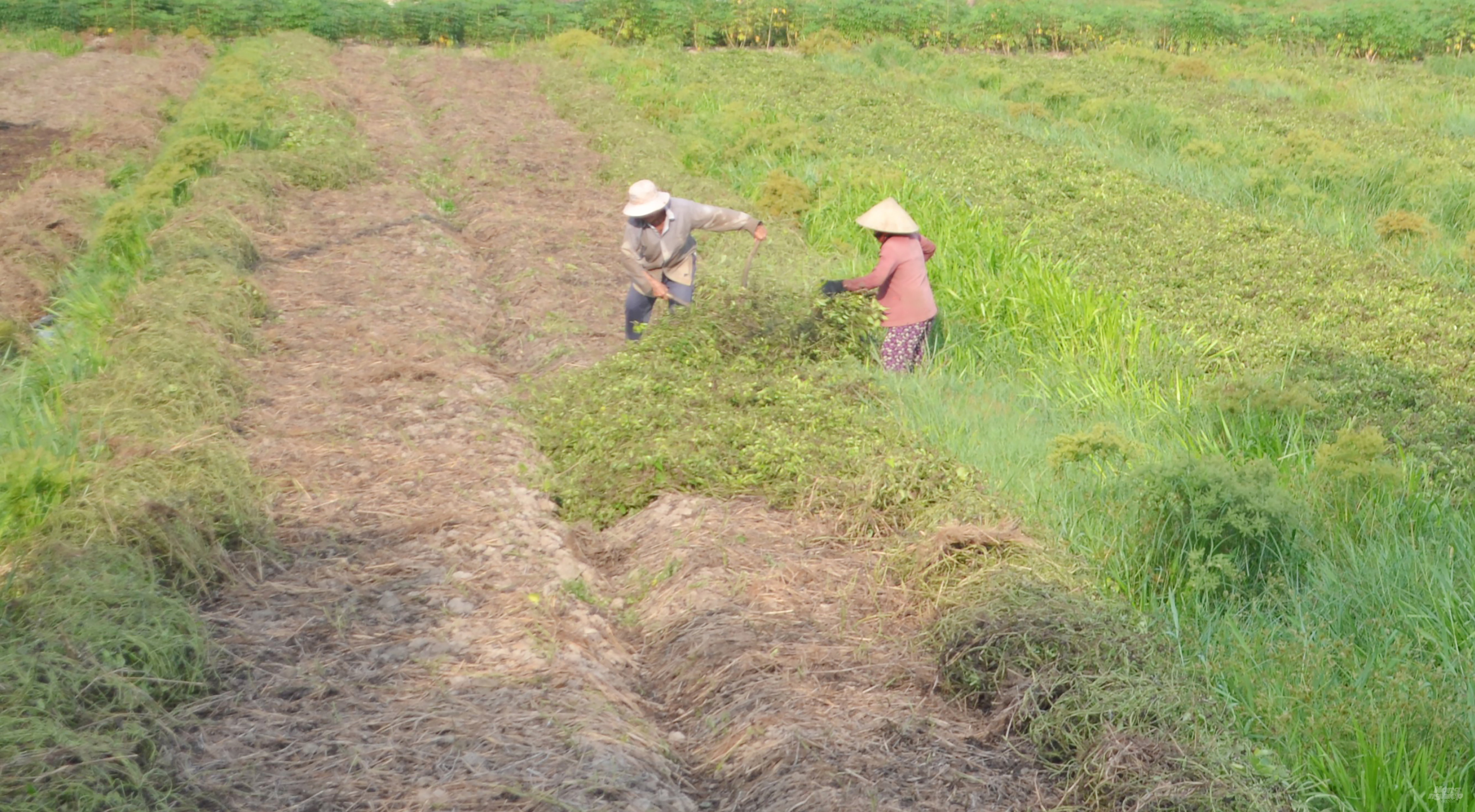 Cách đây hơn 10 năm, nông dân Tân Phước bắt đầu chuyển đổi từ đất lúa kém hiệu quả sang trồng khoai mỡ. Ảnh: Trần Trung.