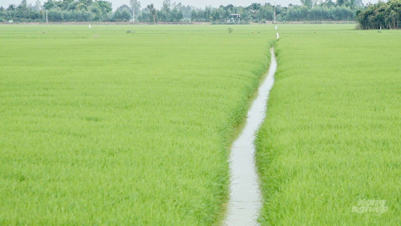  Cánh đồng lúa đang phát triển tốt nhờ nông dân xử lý gốc rơm rạ bằng chế phẩm Sumitri ngay từ sau thu hoạch. Ảnh: Trần Trung. 