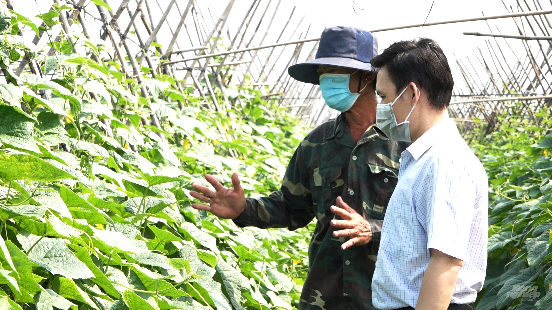 Mô hình trồng dưa leo an toàn của Tổ sản xuất rau VietGAP Đoàn Kết được cán bộ kỹ thuật của Viện Khoa học Kỹ thuật Nông nghiệp miền Nam hỗ trợ quy trình sản xuất, mang lại hiệu quả cao cho nông dân. Ảnh: Minh Sáng.