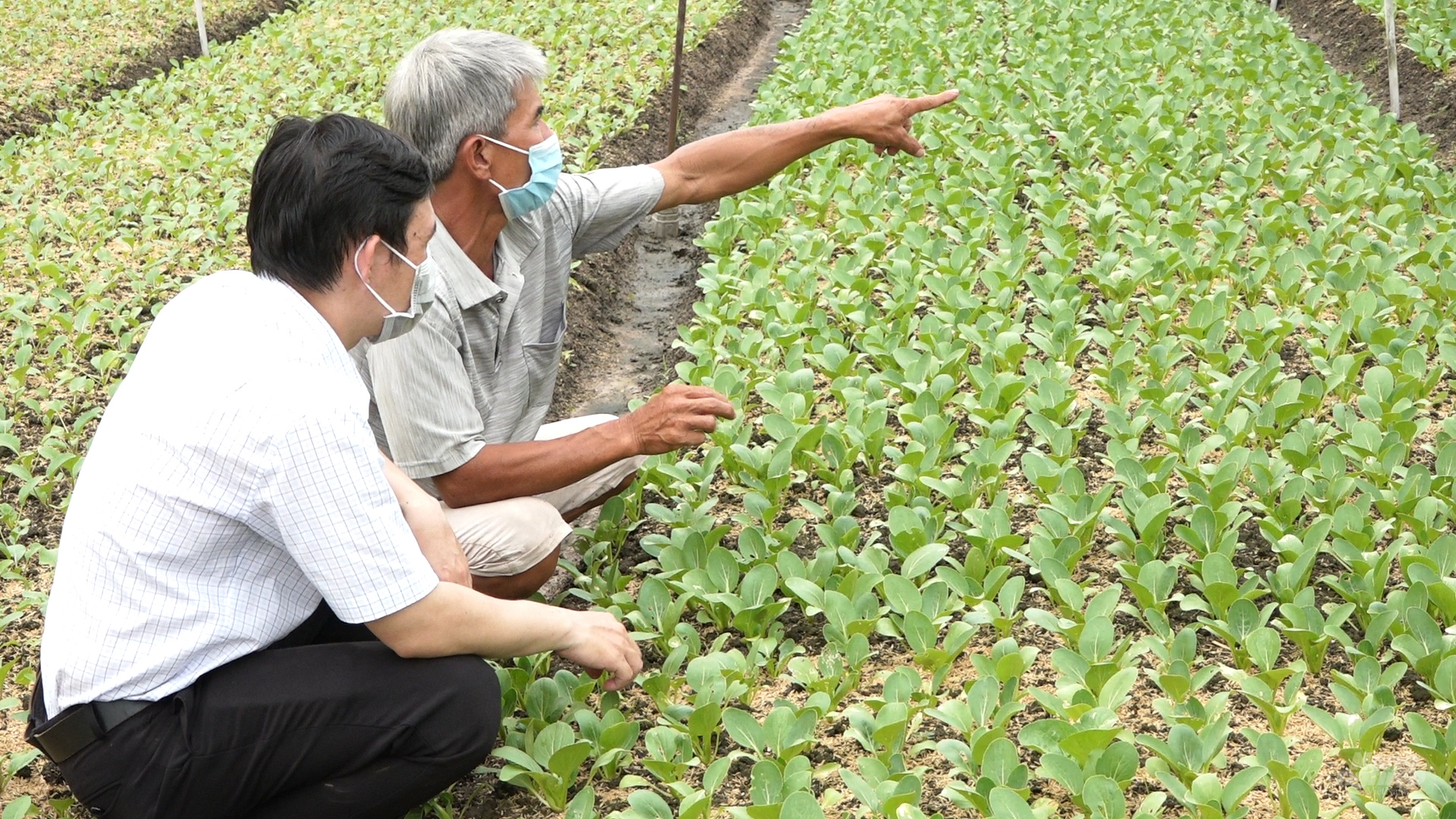Mô hình trồng rau trong nhà màng, nhà lưới ở xã Vĩnh An, huyện Củ Chi đang triển khai trồng rau an toàn cung cấp cho thị trường Tết. Ảnh: Minh Sáng.