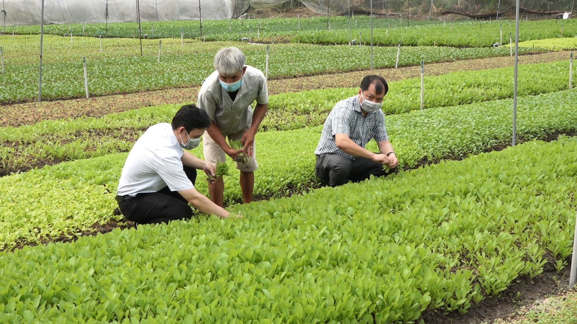 Mô hình trồng rau trong nhà màng, nhà lưới ở xã Vĩnh An, huyện Củ Chi đang triển khai trồng rau an toàn cung cấp cho thị trường Tết. Ảnh: Minh Sáng.