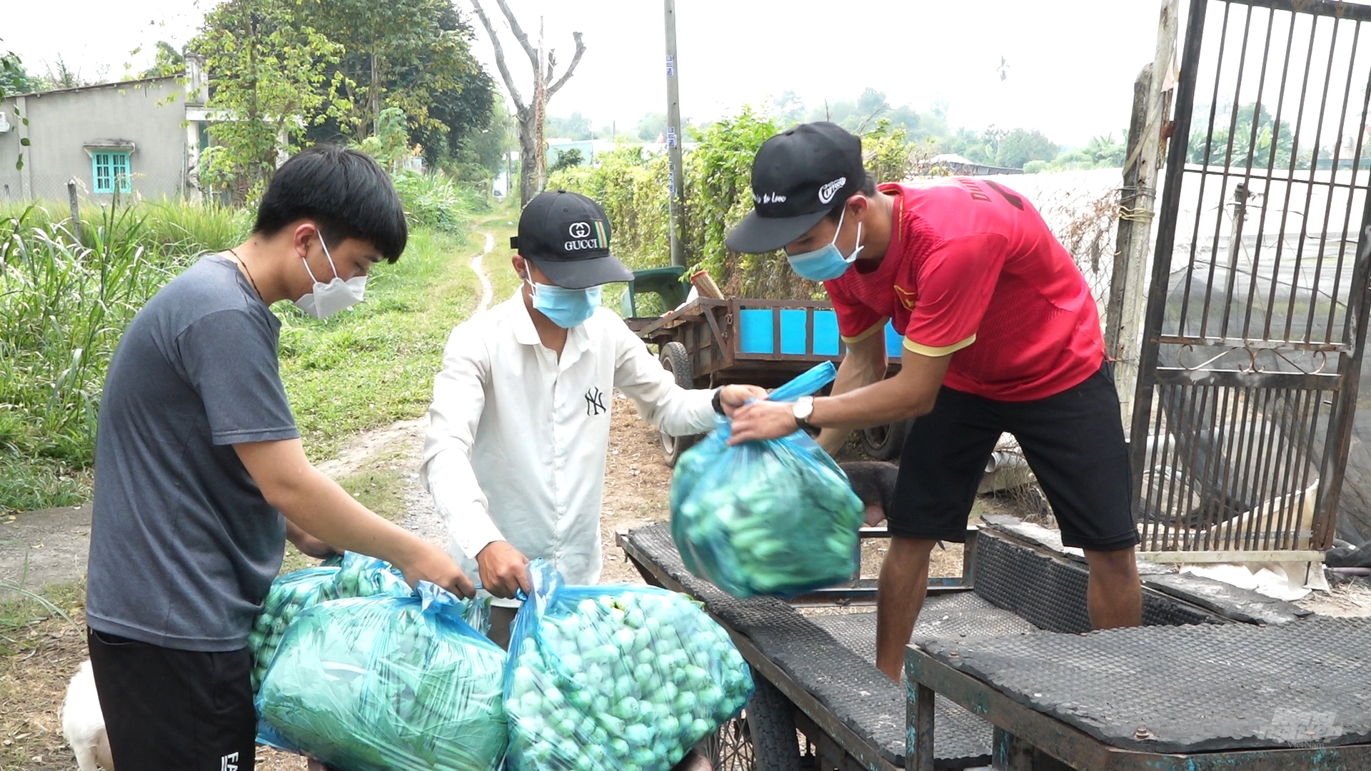 Niềm vui của người dân khi đến đợt thu hoạch rau an toàn có được đầu ra ổn định, giá cao. Ảnh: Minh Sáng.