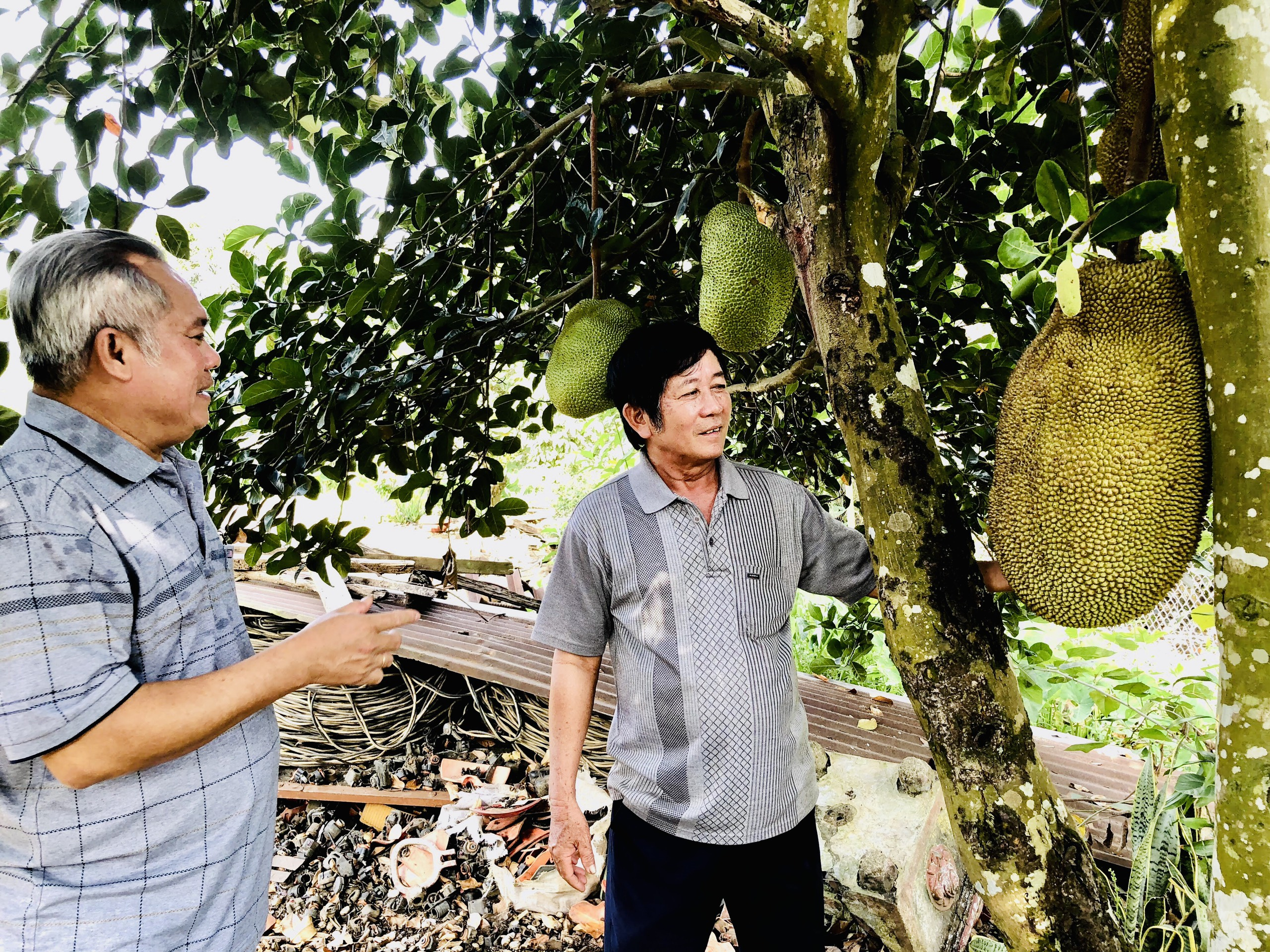 Nhiều năm qua nông dân TP.Long Khánh tận dụng được lợi thế xây dựng 'cánh đồng lớn' cây ăn trái để phát triển du lịch sinh thái, nâng cao hiệu quả kinh tế hộ gia đình. Ảnh: Minh Sáng.